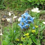 Blue-Poppy