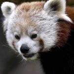 Red-Panda