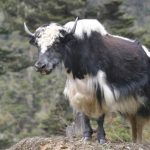 Yak