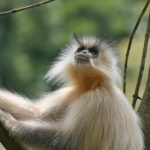 golden-langur-2