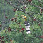 hornbill-1