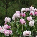 rhododendron-2